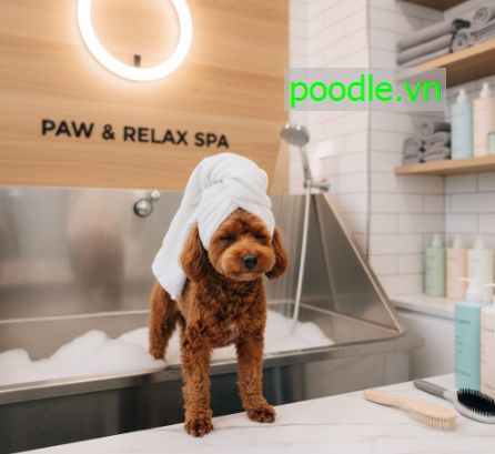 6 cách lựa chọn thức ăn cho chó đúng cách