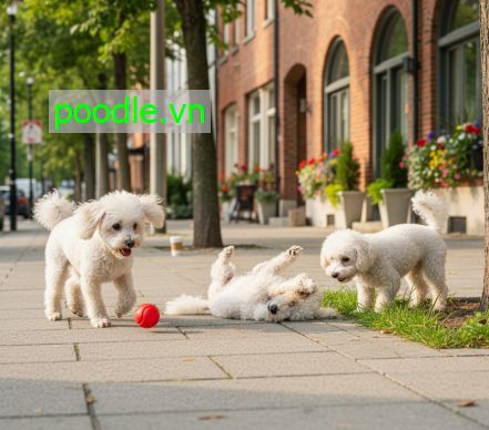 Nên mua snack cho chó loại nào?