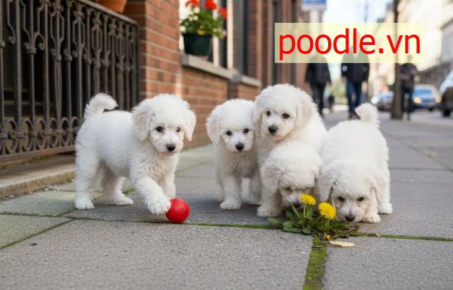 So Sánh Chó Poodle Thuần Chủng Vs Lai: Nên Mua Loại Nào?