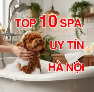 Top 10 Spa Chó Mèo Chất Lượng Cao Tại Hà Nội