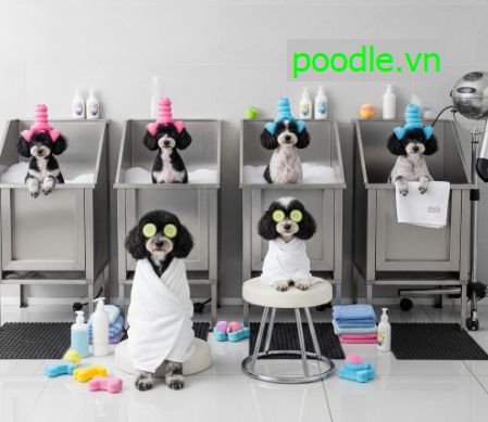 Top Những Sản Phẩm Xử Lý Lông Bị Ố Vàng Ở Chó Mèo